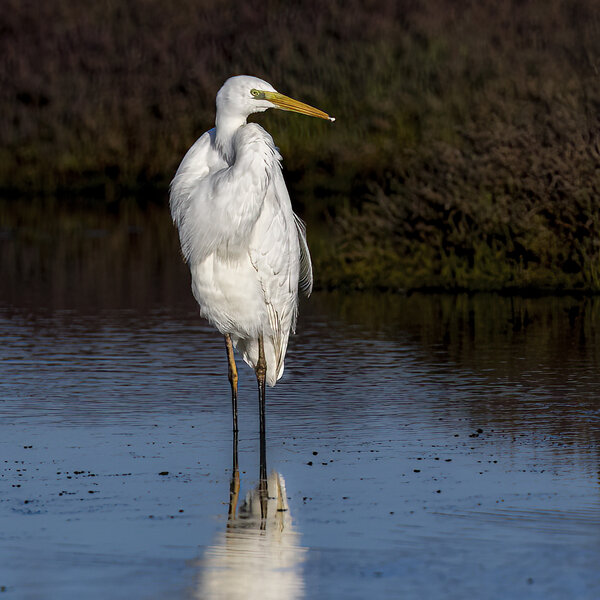 Great heron - ( Egretta alba).jpg