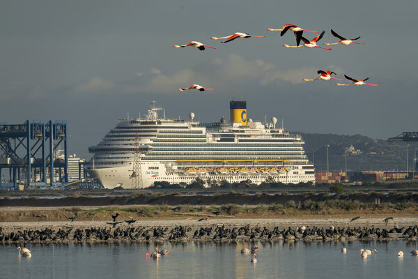 Flamingos in flight. ( Phoenicopterus roseus).jpg