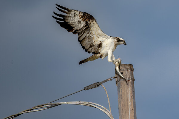 Osprey landing with fish