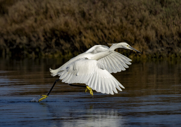 Little egret -(Egretta garzetta) hunting