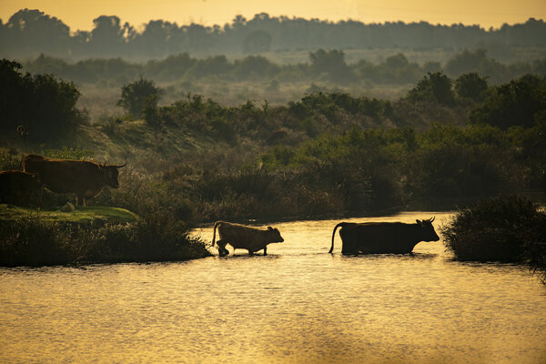 Wading at sunset.jpg