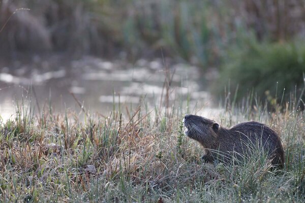 Coypu