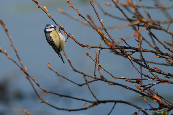 Blue tit