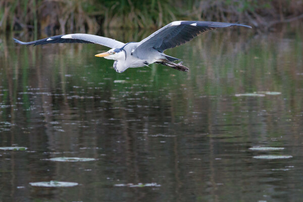 Grey heron