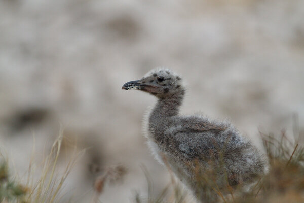 Juvenile Seagull