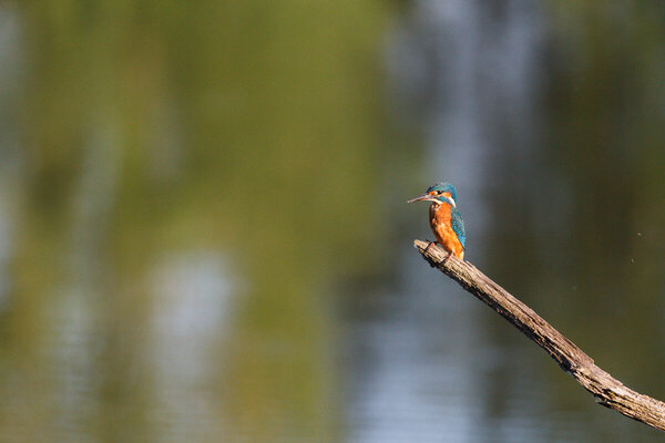 Kingfisher