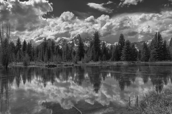 Beaver Pond B&W.jpg