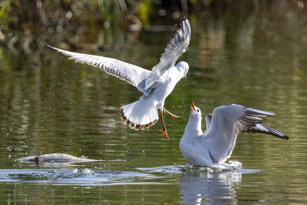 Seagulls fighting for fish