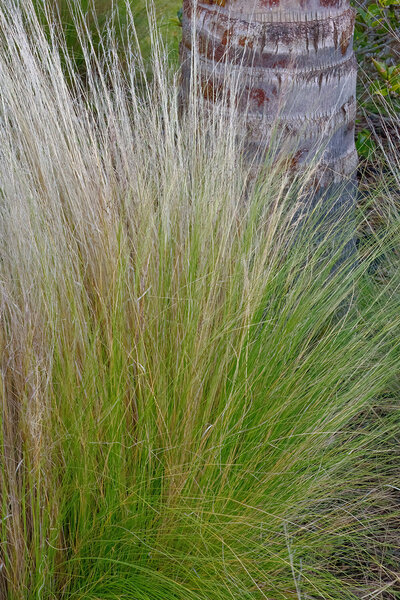 Grasses and Tree Trunk