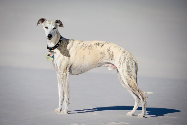 Dogs to White Sands March 2023_0295.jpg