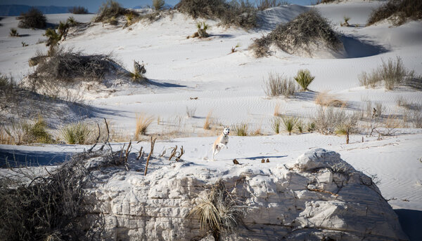 Dogs to White Sands March 2023_March 27, 2023_0348.jpg