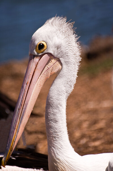 Single Pelican DSC_0075-2