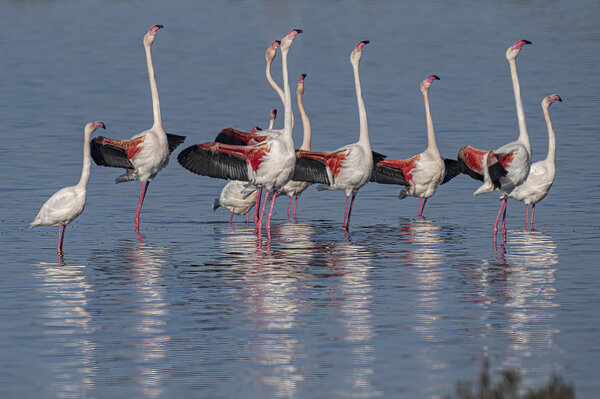 Flamingo Wedding Parade. (Phoenicoptreus roseus) .jpg