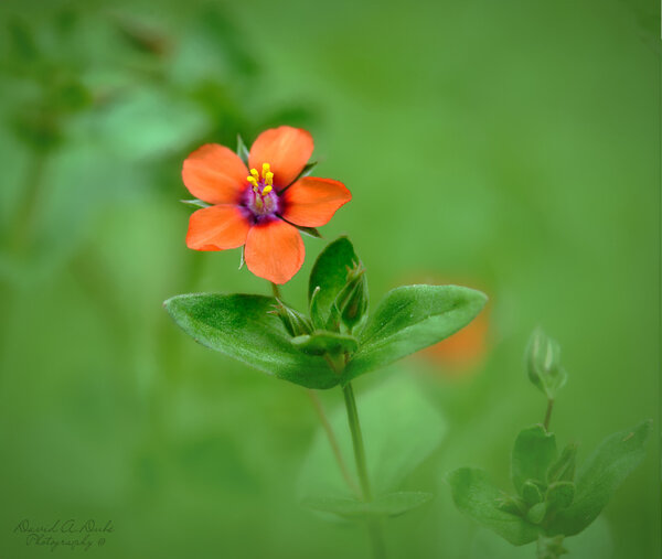 Orange Chickweed2.JPG