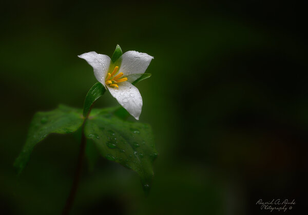 Trillium on a rainy day.JPG